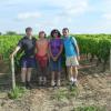 dans les vignes