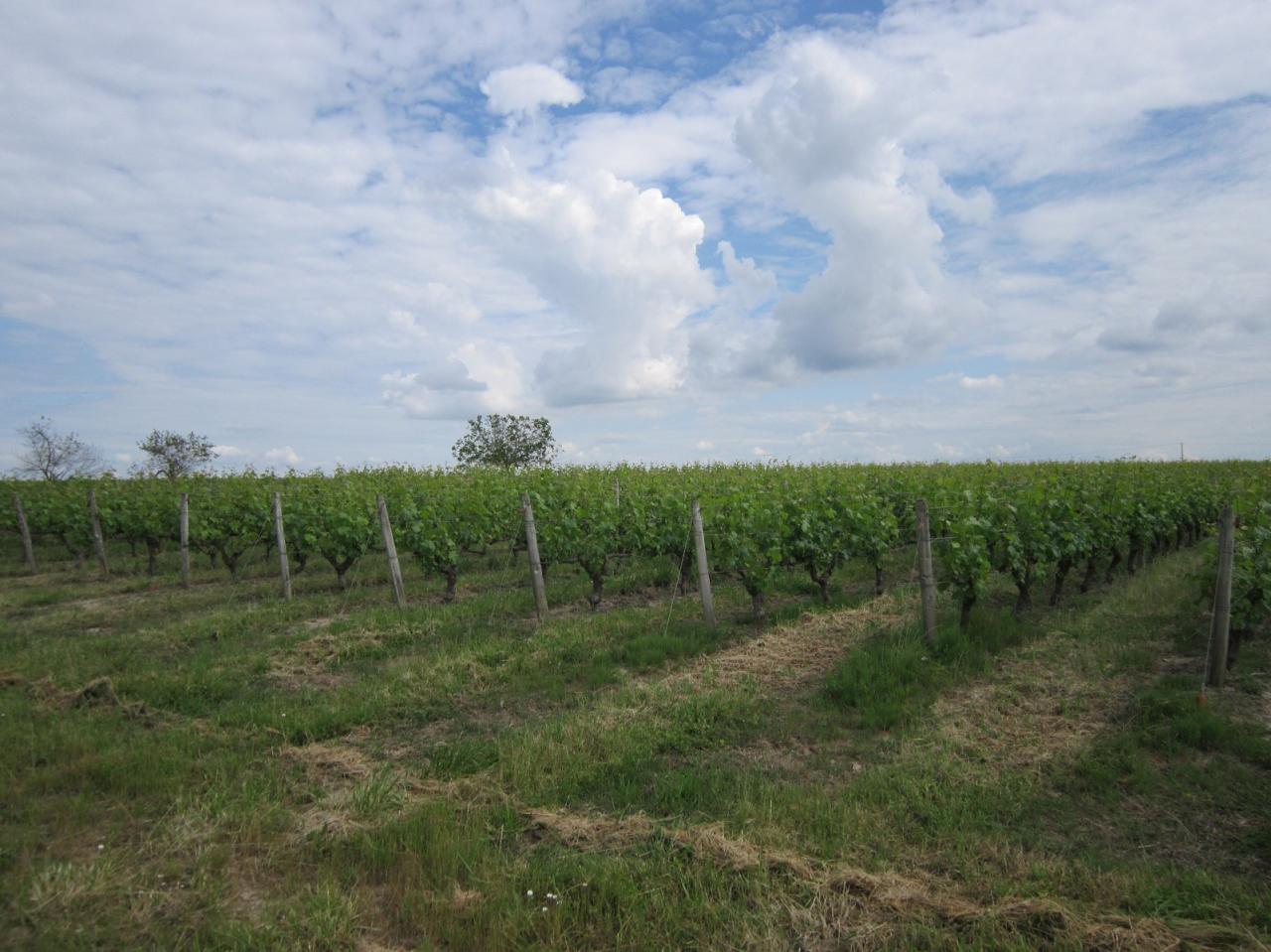 Les vignes