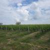 Les vignes