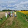 tournesols