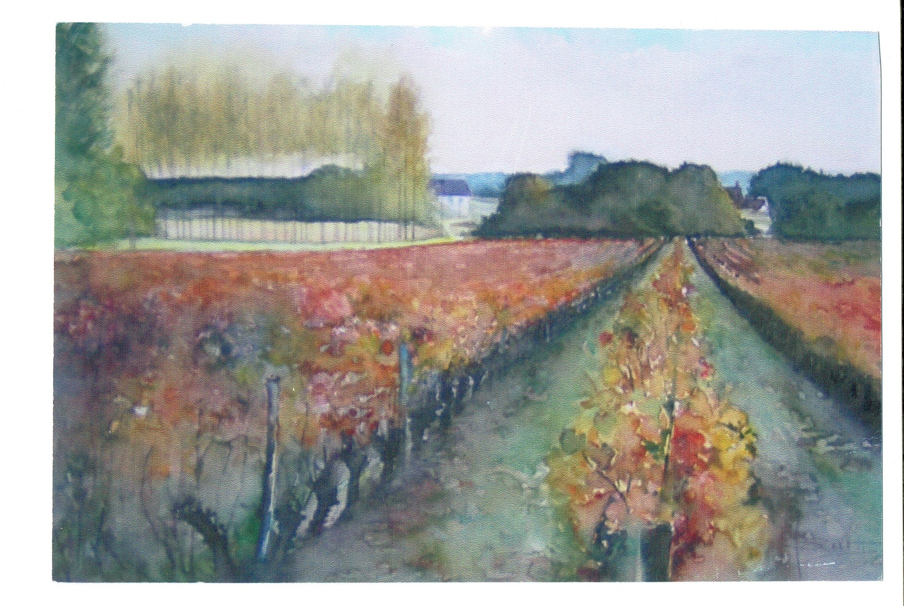 Les vignes