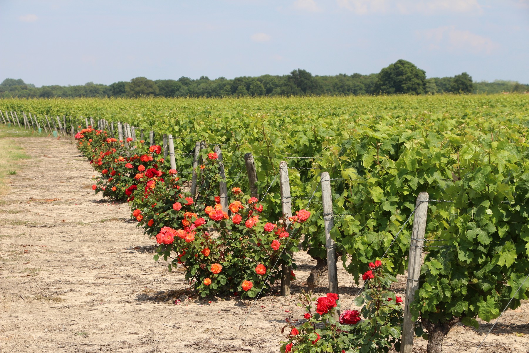 Les vignes